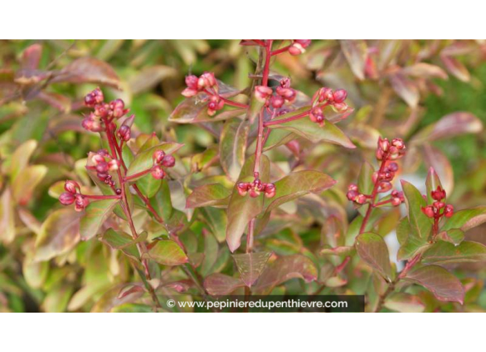 PUNICA granatum 'Legrelliae' - Été