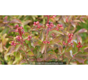 PUNICA granatum 'Legrelliae' - Été