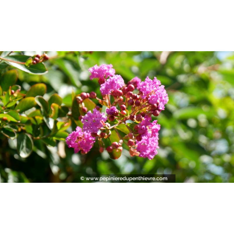 LAGERSTROEMIA indica 'Violet d'été' - Été