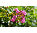 LAGERSTROEMIA indica 'Violet d'été' - Été