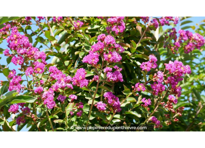 LAGERSTROEMIA indica 'Violet d'été' - Été