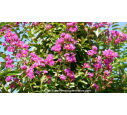 LAGERSTROEMIA indica 'Violet d'été' - Été