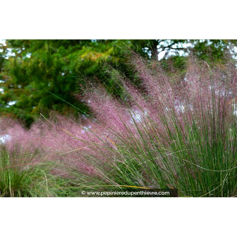 MUHLENBERGIA capillaris - Été
