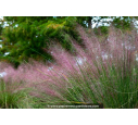 MUHLENBERGIA capillaris - Été