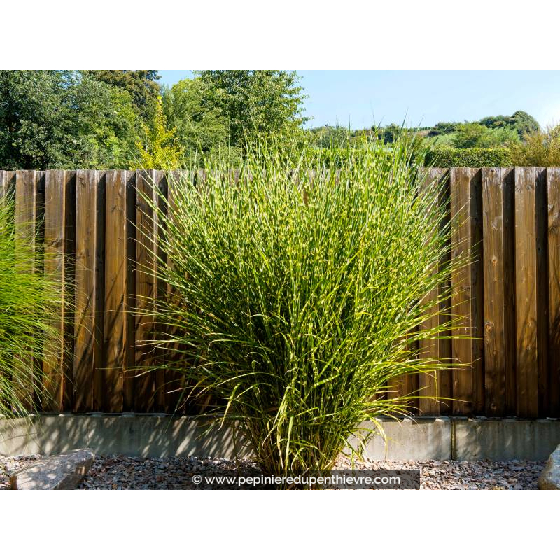 MISCANTHUS sinensis 'Zebrinus'