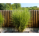 MISCANTHUS sinensis 'Zebrinus'