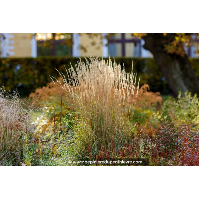CALAMAGROSTIS x acutiflora 'Karl Foerster' - Été