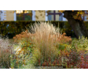 CALAMAGROSTIS x acutiflora 'Karl Foerster' - Été