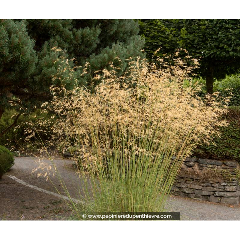 STIPA gigantea - Été