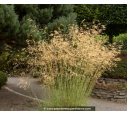 STIPA gigantea - Été