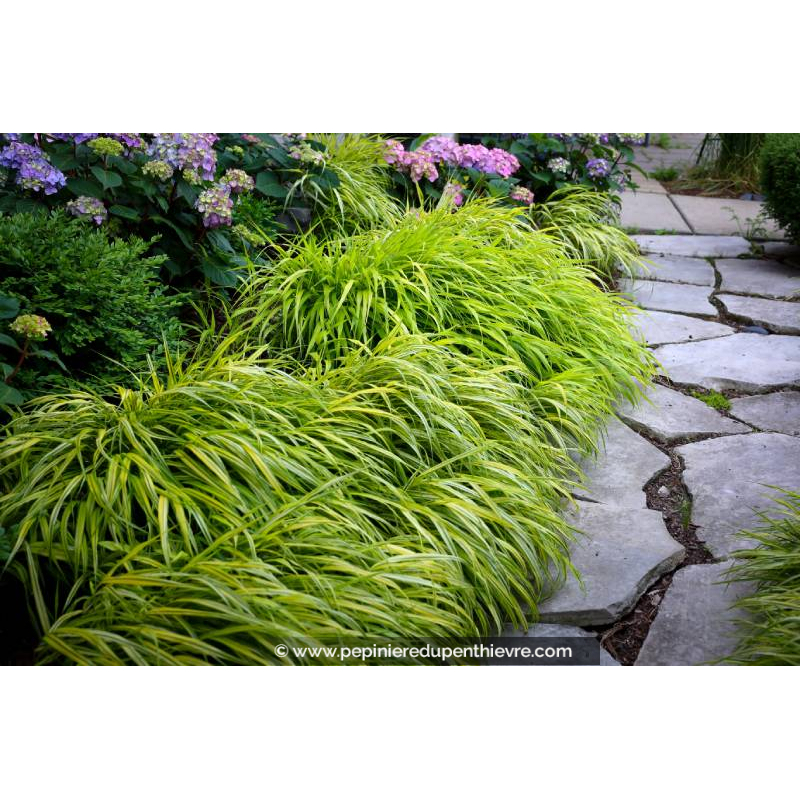 HAKONECHLOA macra 'Aureola'