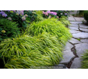 HAKONECHLOA macra 'Aureola'