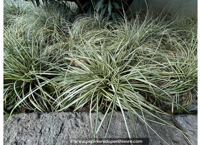 CAREX oshimensis 'Everest'