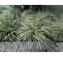 CAREX oshimensis 'Everest'