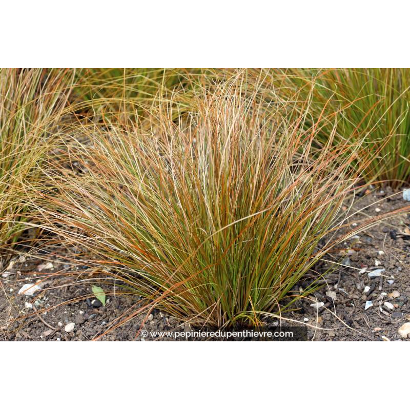 CAREX testacea