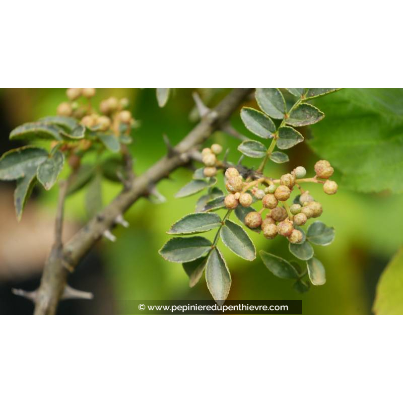 ZANTHOXYLUM americanum - Été