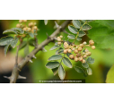 ZANTHOXYLUM americanum - Été