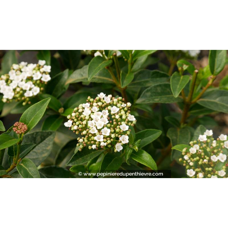 VIBURNUM tinus 'Quimper' - Été