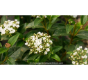 VIBURNUM tinus 'Quimper' - Été
