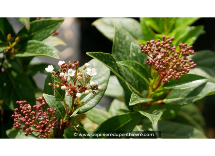 VIBURNUM tinus 'Quimper', Laurier-tin bicolore - Pépinière du Penthièvre