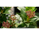 VIBURNUM tinus 'Quimper', Laurier-tin bicolore - Pépinière du Penthièvre