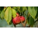 NECTARINIER 'Nectarose'