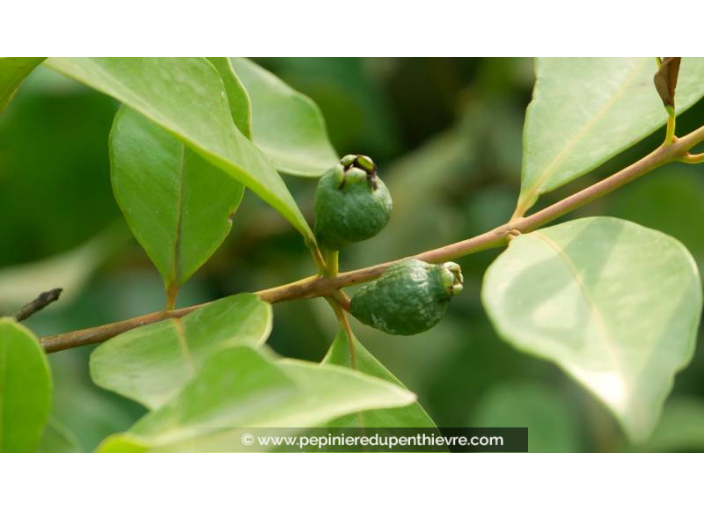 PSIDIUM cattleianum var. lucidum- Goyavier de Chine (jaune) - Été