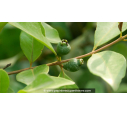 PSIDIUM cattleianum var. lucidum- Goyavier de Chine (jaune) - Été