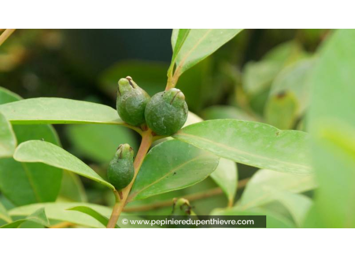 PSIDIUM cattleianum - Goyavier de Chine (rouge) - Été