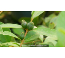 PSIDIUM cattleianum - Goyavier de Chine (rouge) - Été