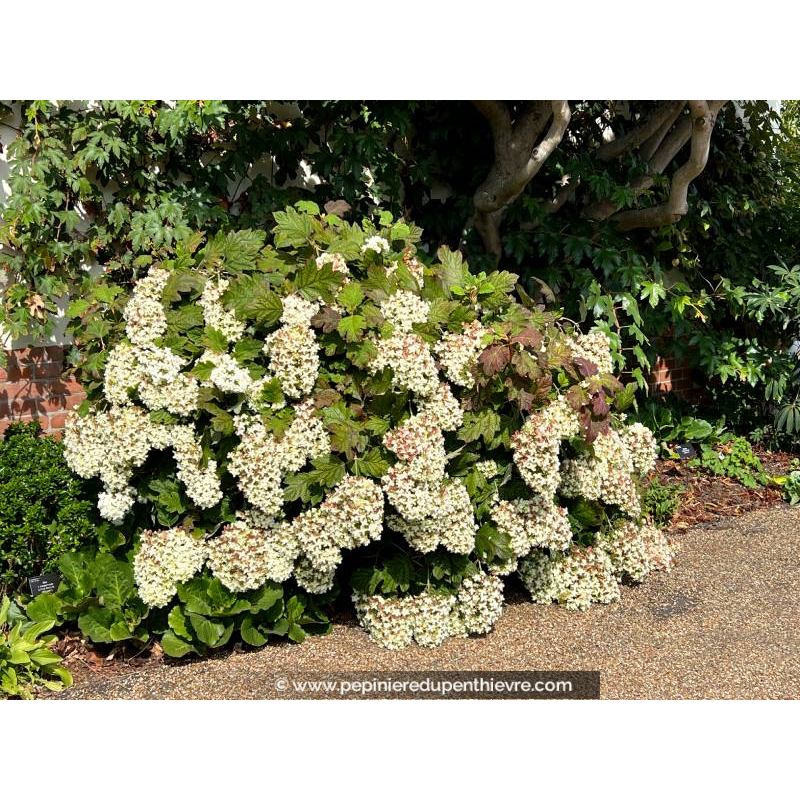 HYDRANGEA quercifolia 'Snowflake'