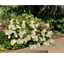 HYDRANGEA quercifolia 'Snowflake'