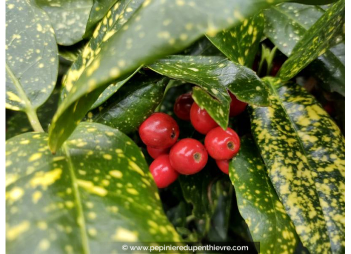 AUCUBA japonica 'Crotonifolia' - Hiver