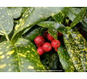 AUCUBA japonica 'Crotonifolia' - Hiver