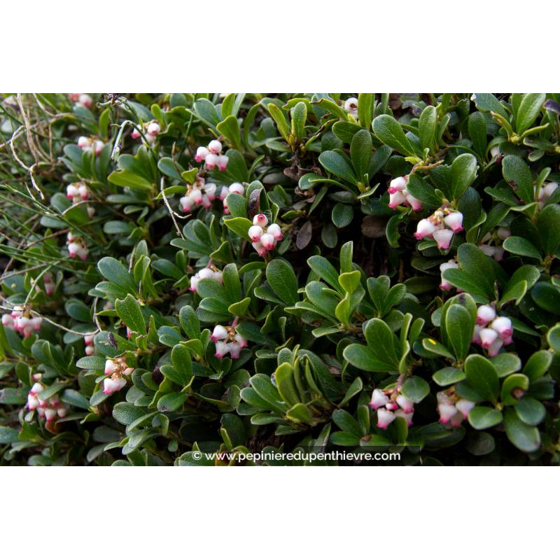 ARCTOSTAPHYLOS uva-ursi