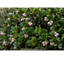 ARCTOSTAPHYLOS uva-ursi