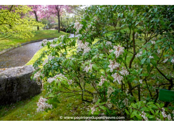 ENKIANTHUS campanulatus