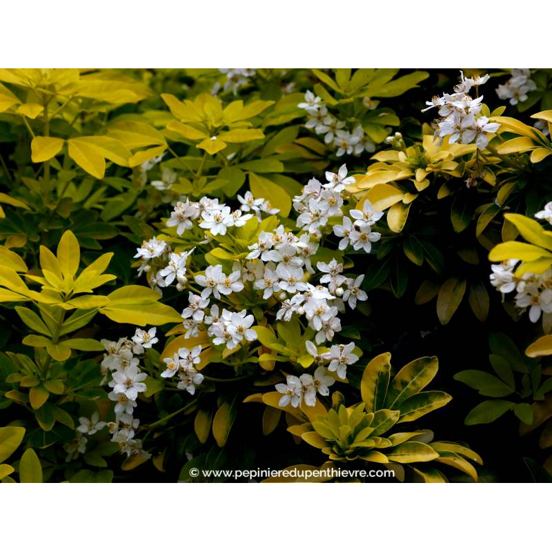 CHOISYA ternata 'Sundance'