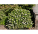 CHOISYA x 'White Dazzler'