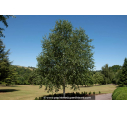 BETULA utilis - Été