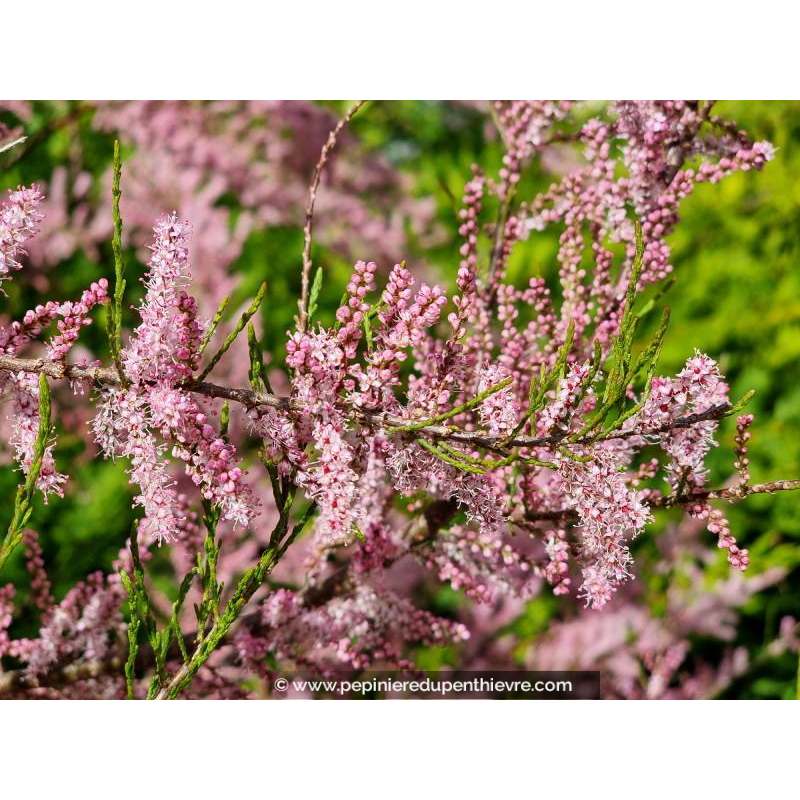 TAMARIX africana