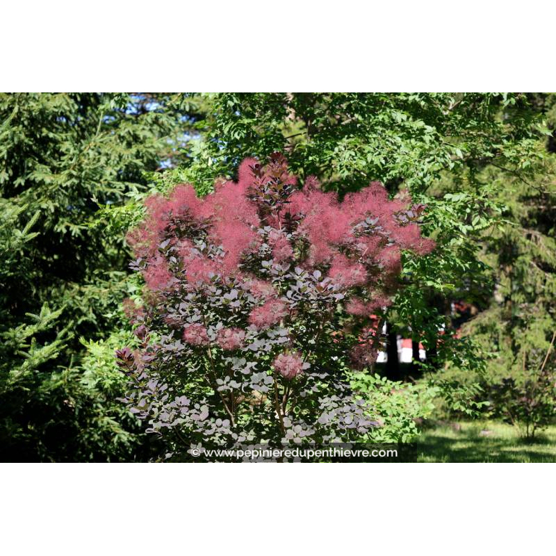 COTINUS coggygria 'Royal Purple' - Été