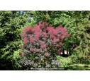 COTINUS coggygria 'Royal Purple' - Été