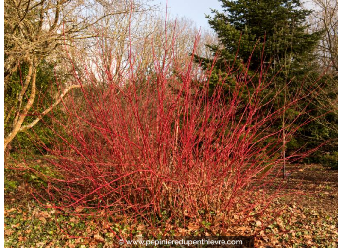 CORNUS alba 'Sibirica' - Hiver