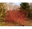 CORNUS alba 'Sibirica' - Hiver