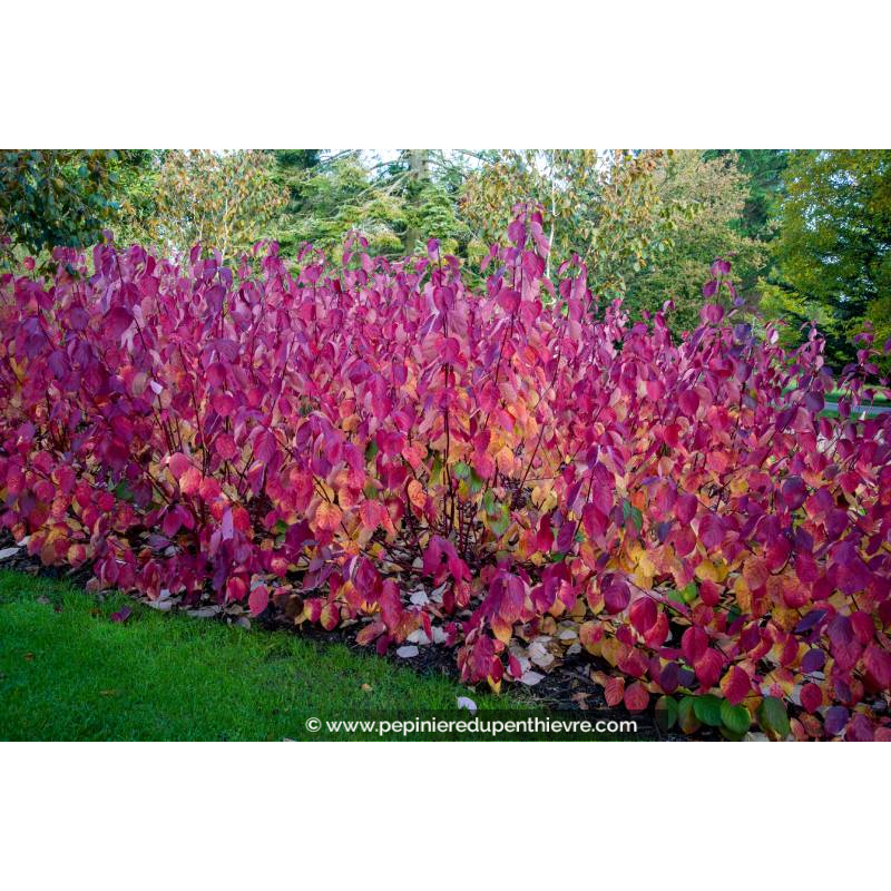 CORNUS alba 'Sibirica' - Automne