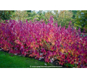 CORNUS alba 'Sibirica' - Automne