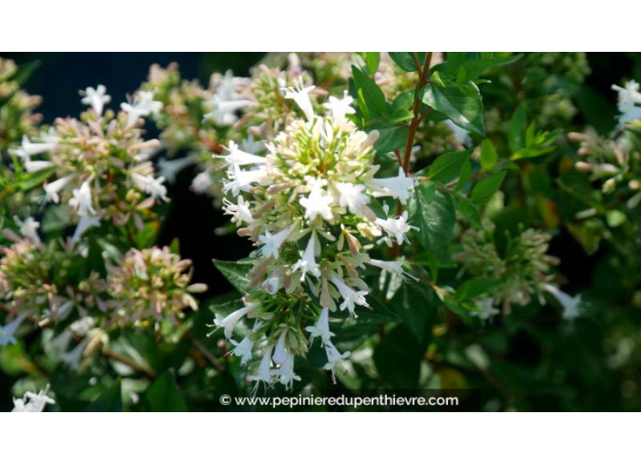 ABELIA chinensis 'White Surprise' - Été