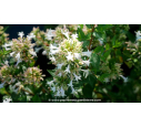 ABELIA chinensis 'White Surprise' - Été