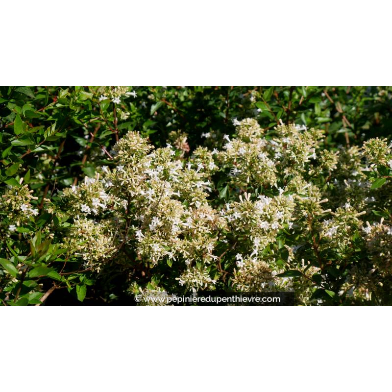 ABELIA chinensis 'White Surprise' - Été